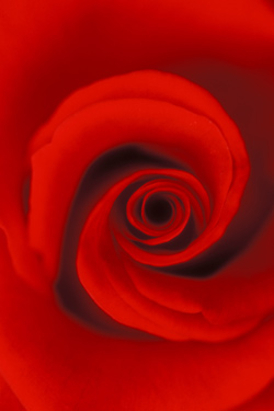 Røde roser er dyre valentinsdag. Danmarks Statistik